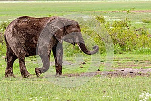 Elephants in the Amboseli National Park in Kenya