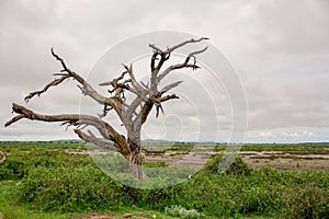 Elephants in the Amboseli National Park in Kenya