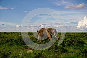 Elephants in the Amboseli National Park in Kenya