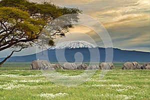 Elephants in the Amboseli National Park in Kenya