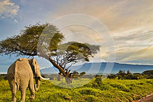 Elephants in the Amboseli National Park in Kenya