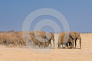 Elephants in amboseli national park, kenya photo