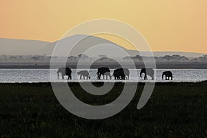 Elephants in amboseli national park at sunset.