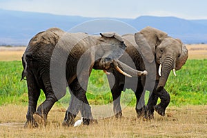 Elephants in Amboseli NP, Kenya.