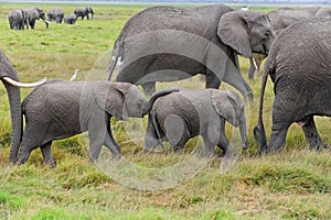 Elephants in Amboseli NP, Kenya