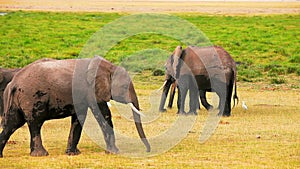 Elephants in Amboseli Park, Kenya
