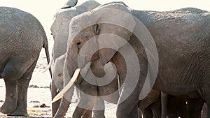 Elephants in Amboseli Park, Kenya