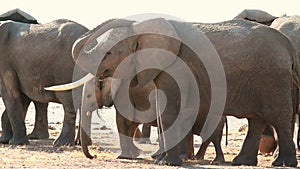 Elephants in Amboseli Park, Kenya