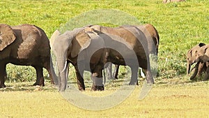 Elephants in Amboseli Park, Kenya