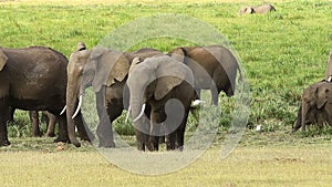 Elephants in Amboseli Park, Kenya