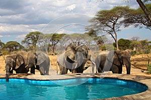 Elephants around swimming pool
