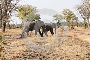 Elephants1