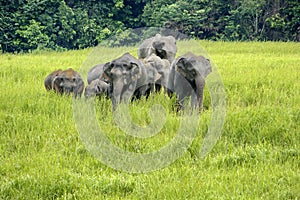 Elephants Asia