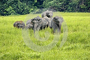Elephants Asia photo