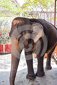 Elephants in Ayutthaya, symbol of Thailand