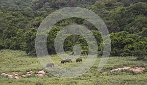 Elephants in Azhiyar wildlife sanctuary