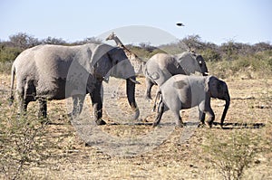 Elephants with a baby in the Etosha National Park