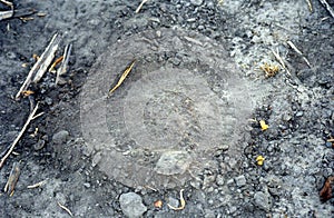 Elephants baby`s footprint, Okavango Delta, Botswana