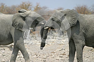 Elephants baiting