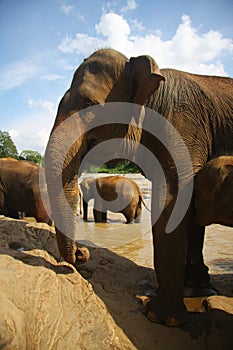 Elephants at the bank of river