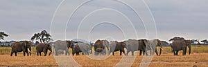 Elephants banner - Serengeti (Tanzania - Africa)