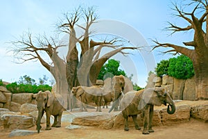 Elephants and baobabs photo