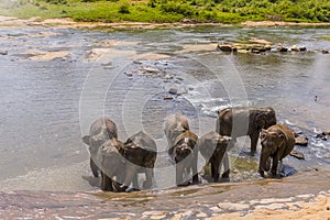 Elephants bathe in the Maha Oya river to cool down at Pinnawala, Sri Lanka, Asia