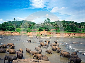 Elephants bathe in the Oya river in Sri Lanka, Pinnawala Elephant Orphanage