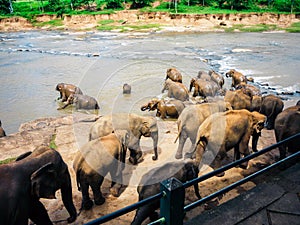 Elephants bathe in the Oya river in Sri Lanka, Pinnawala Elephant Orphanage