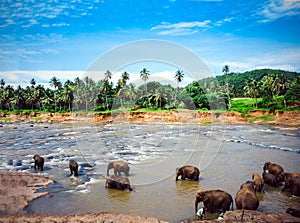 Elephants bathe in the Oya river in Sri Lanka, Pinnawala Elephant Orphanage