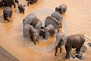 Elephants bathe in the river.