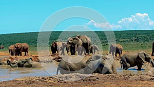Elephants bathing, Addo Elephant Park South Africa, Elephants taking a bath in a water pool with mud