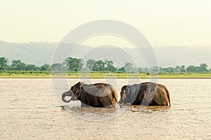 Elephants bathing in Chitwan national park, Nepal