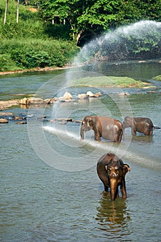Elephants Bathing in Jungle River of Sri Lanka