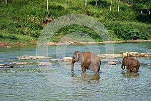 Elephants Bathing in Jungle River of Sri Lanka
