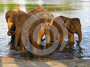 Elephants. bathing in a lake