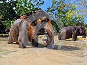Elephants are bathing in the lake