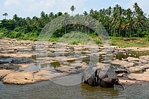 Elephants bathing in Maha Oya River. Pinnawala Elephant Orphanage. Sri Lanka