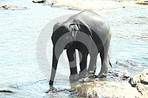 Elephants bathing in pinnawala sri lanka