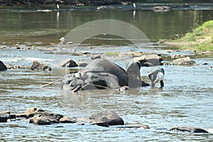Elephants bathing in pinnawala sri lanka