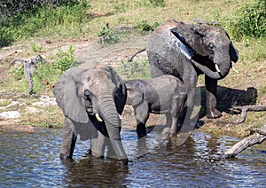 Elephants bathing and playing in the water of the chobe river in Botswana