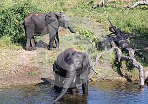 Elephants bathing and playing in the water of the chobe river in Botswana