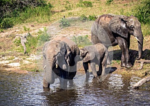 Elephants bathing and playing in the water of the chobe river in Botswana