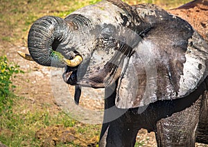 Elephants bathing and playing in the water of the chobe river in Botswana