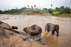 The Elephants bathing in the river.