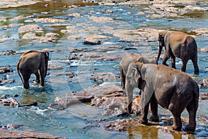 Elephants bathing in the river