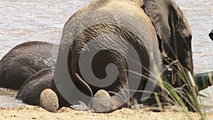 Elephants bathing in river in Kenya