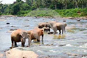 Elephants bathing in the river. National park. Pinnawala Elephant Orphanage. Sri Lanka,beautiful sky and elephants by the river wi