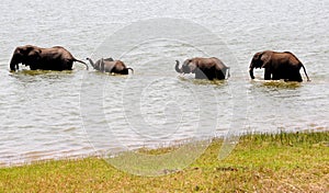 Elephants bathing in the Zambezi River