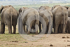 Elephants behind